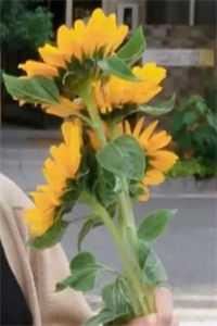 顶级甜宠：禁欲大佬护我虐渣白鹤渡云漫夏全文免费在线阅读完整版全本