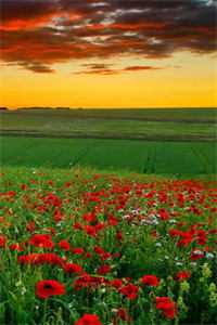 父亲死在了第99任保姆的床上王雪陆骁野全本免费在线阅读