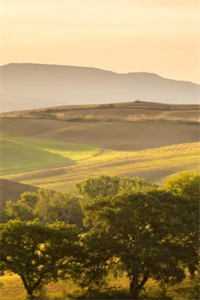 兰因絮果，爱终成空裴景珩沈如安小说在线免费阅读无广告弹窗