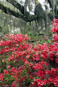 抽签盲嫁给淫邪猪妖王后，捡来的童养夫狼王悔疯了萧天流清儿全集在线阅读有声小说